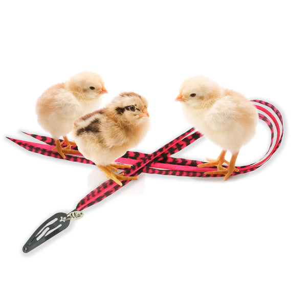 Mia® Clip-n-faux Feathers® - red color - #AsSeenOnTV - invented by #MiaKaminski of #MiaBeauty - shown with baby chicks not used in the product